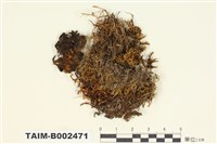 藏品(紅葉苔屬)的圖片